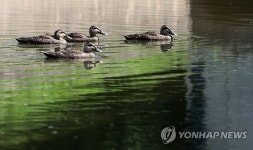 그늘로 가자