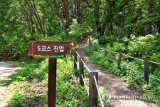 자작나무 숲 힐링 코스 진입로