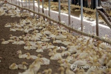 [르포] 폭염에 다 죽을 판 힘겨운 여름나는 나주 오리농장