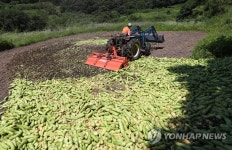 산지 폐기되는 애호박
