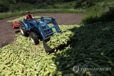 화천 애호박 산지 폐기 작업