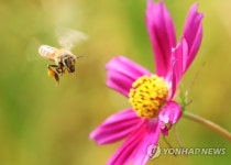 폭염 속 분주한 꿀벌