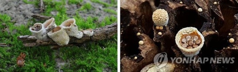 둥우리 버섯 가야산서 국내 첫 발견