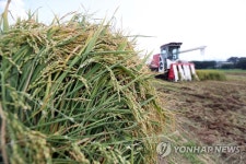 한여름에 벼 수확