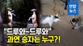 [영상] 네발로 뛰던 사슴, 두발로 싸우는 장면 포착