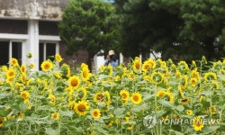 시민농장에 만개한 해바라기