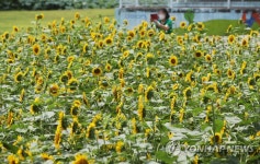시민농장에 만개한 해바라기