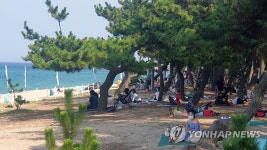 폭염엔 해송 숲이 최고