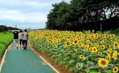 서산 해미천변 수놓은 해바라기