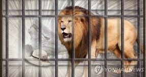 가평 사설 동물원서 사육사 사자에 팔 물려 부상