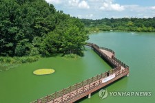 녹조 발생한 풍암호수공원