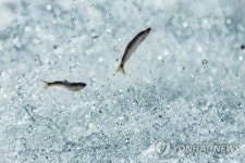 삼척시 9∼10월 산란기 은어 불법 포획 집중 단속