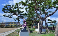 순창 적성초등학교 내 해방소나무