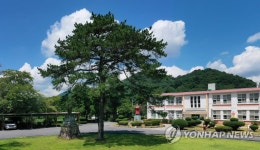 순창 인계초등학교 해방소나무
