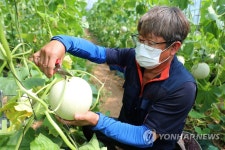 당도 높은 인제 멜론 막바지 수확