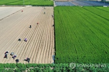 뙤약볕 아래 배추 심는 농민들