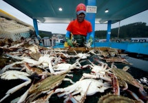 태안 앞바다서 가을 꽃게잡이 시작…1㎏에 8천∼1만4천원