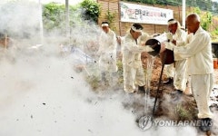 과거 전국 최고 삼베 생산지 정선서 삼찌기 재현