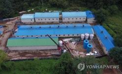 홍천 양돈농가서 ASF 발생…살처분 진행