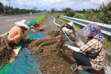 깨가 쏟아지는 풍경