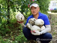 남원 운봉 사과밭에서 나온 댕구알버섯들