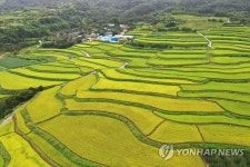 익어가는 다랑논 구례 사포마을