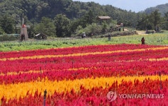 가을 매력 뽐내는 고석정 꽃밭