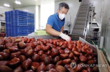 충주 소태면 밤 선별작업