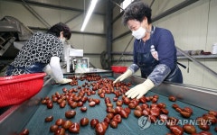 충주 소태면 밤 선별작업