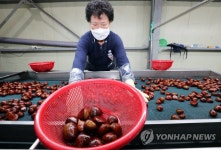 충주 소태면 밤 선별작업