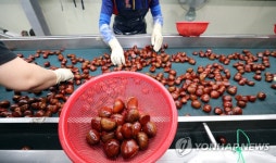 충주 소태면 밤 선별작업