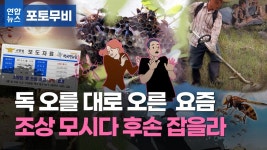 [포토무비] 조상 돌보다 사람 잡겠네…때론 한두방 쏘여도 치명적