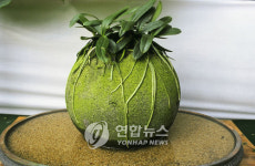강원도 자연환경연구공원 국비 5억원 확보…실내정원 조성