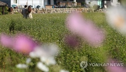 평창 봉평에 찾아온 가을