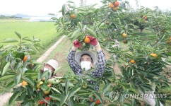 전국 생산량 1위 창원 단감…수확 분주