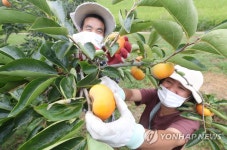 추석 앞두고 창원 단감 수확 분주
