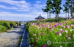 서산 천수만 간척지 농로에 코스모스 활짝