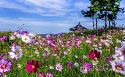 서산 천수만 간척지 농로에 코스모스 활짝
