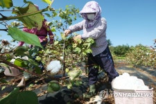 추분에 수확하는 목화솜