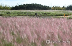 인천공항 하늘정원에 핀 핑크뮬리