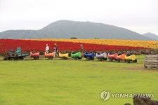 맨드라미가 있는 풍경