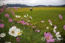 가을들녘에 핀 코스모스