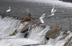 전주 덕진천의 백로들