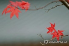 태백산 가을 단풍 안전하게 즐기세요…저밀접 탐방로 운영