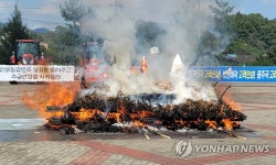 가격 폭락에 인삼 태우는 농민