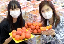 농협하나로마트 청도 반시 판매 시작