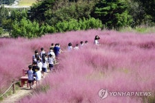 핑크뮬리 만개한 남원 신생마을