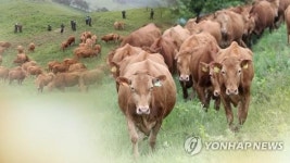 홍천한우 1마리 2천만원에 출하…시세보다 높은 보기드문 가격