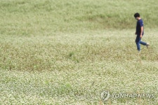 제주는 메밀꽃 필 무렵