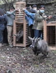 자연으로 돌아가는 천연기념물 산양